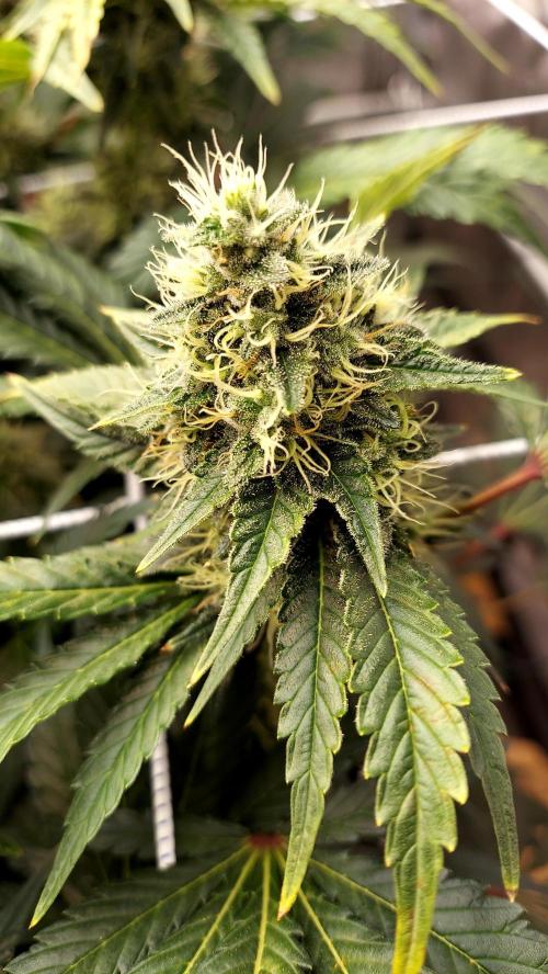 The Garden 2026-1 -- MSNL Kush Mints. Week 12 - KM2