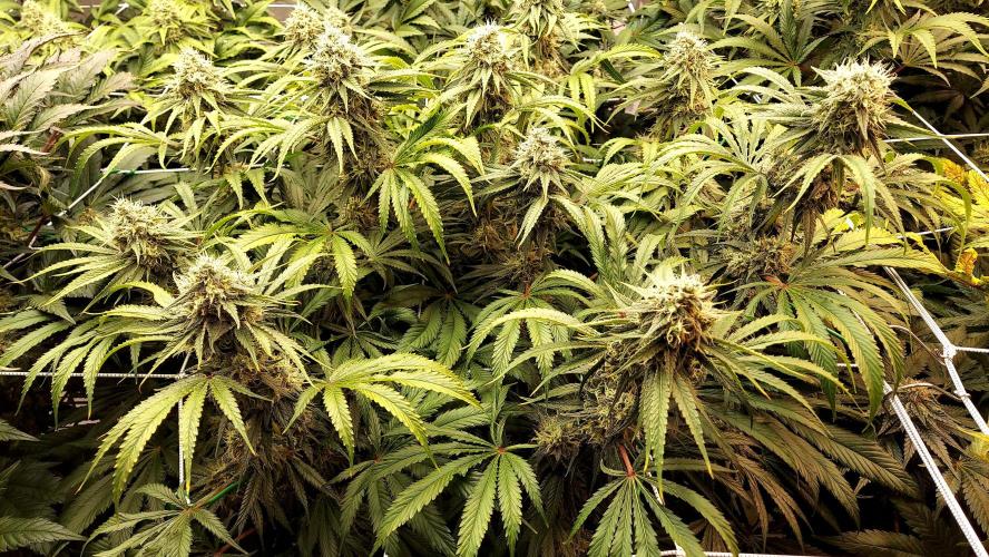 The Garden 2026-1 -- MSNL Kush Mints. Week 12 - KM3