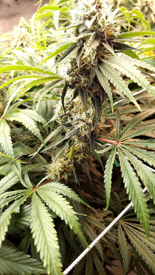 The Garden 2026-1 -- MSNL Kush Mints. Week 12 - KM3