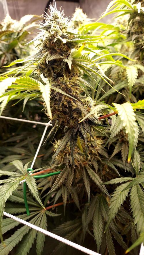 The Garden 2026-1 -- MSNL Kush Mints. Week 12 - KM3