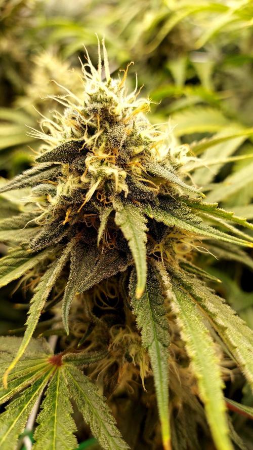 The Garden 2026-1 -- MSNL Kush Mints. Week 12 - KM3