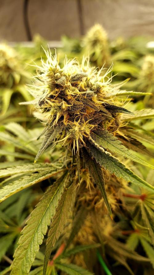 The Garden 2026-1 -- MSNL Kush Mints. Week 12 - KM3