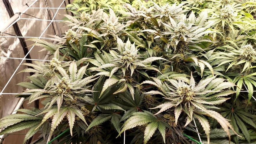 The Garden 2026-1 -- MSNL Kush Mints. Week 12 - KM4