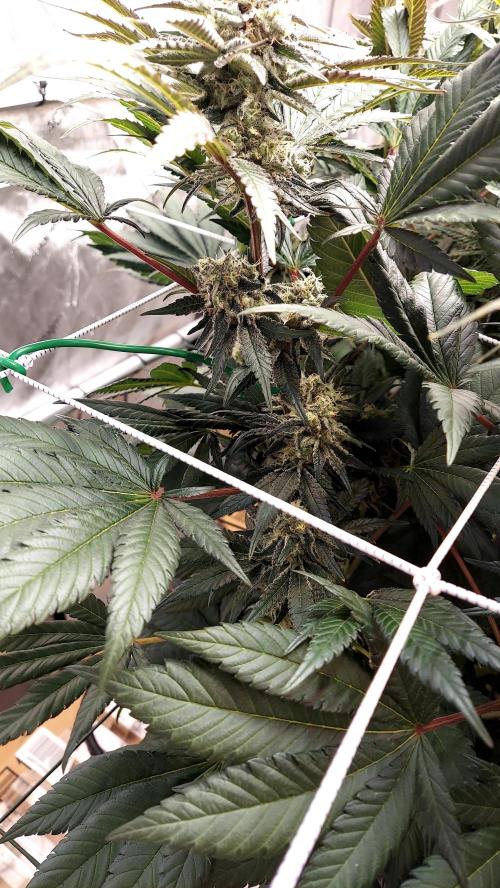 The Garden 2026-1 -- MSNL Kush Mints. Week 12 - KM4