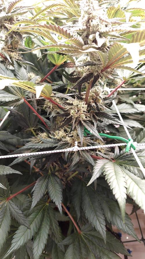 The Garden 2026-1 -- MSNL Kush Mints. Week 12 - KM4