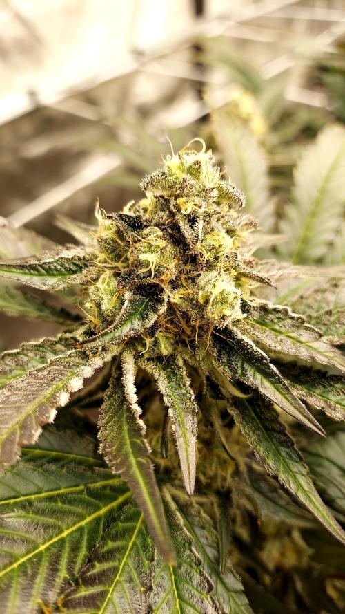 The Garden 2026-1 -- MSNL Kush Mints. Week 12 - KM4