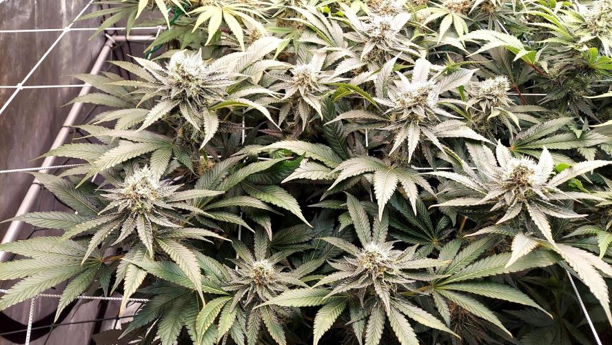 The Garden 2026-1 -- MSNL Animal Mints. Week 12 - AM1