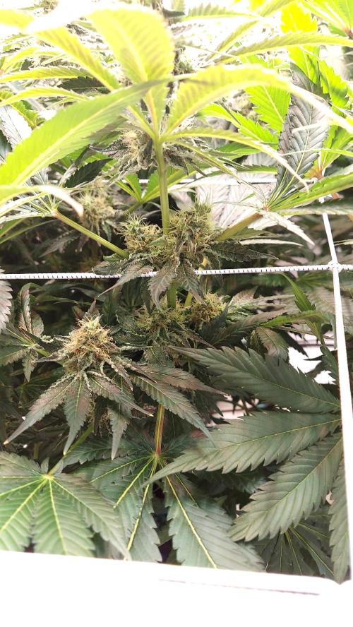 The Garden 2026-1 -- MSNL Animal Mints. Week 12 - AM1