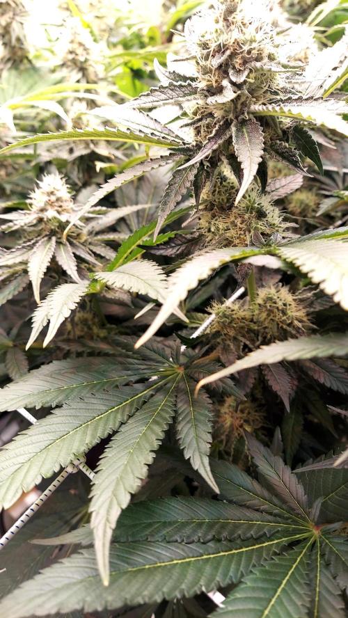 The Garden 2026-1 -- MSNL Animal Mints. Week 12 - AM1