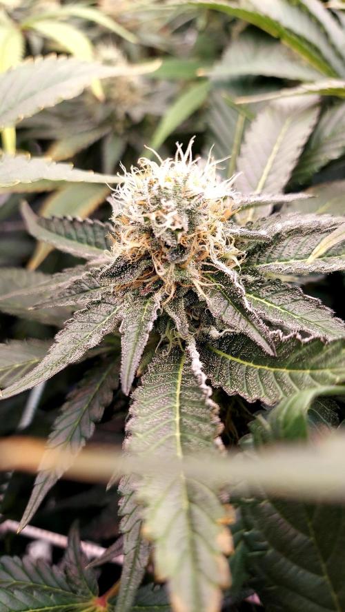 The Garden 2026-1 -- MSNL Animal Mints. Week 12 - AM1