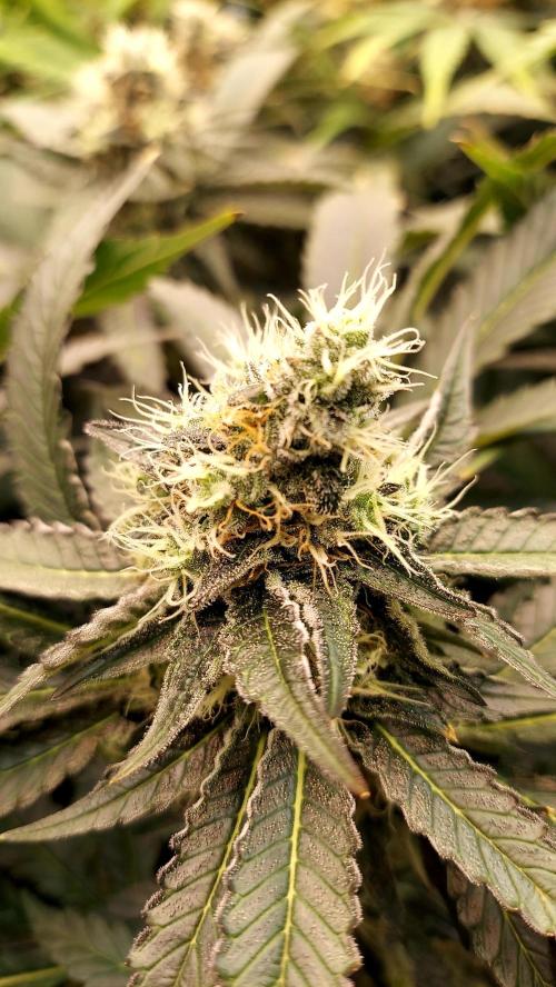 The Garden 2026-1 -- MSNL Animal Mints. Week 12 - AM1