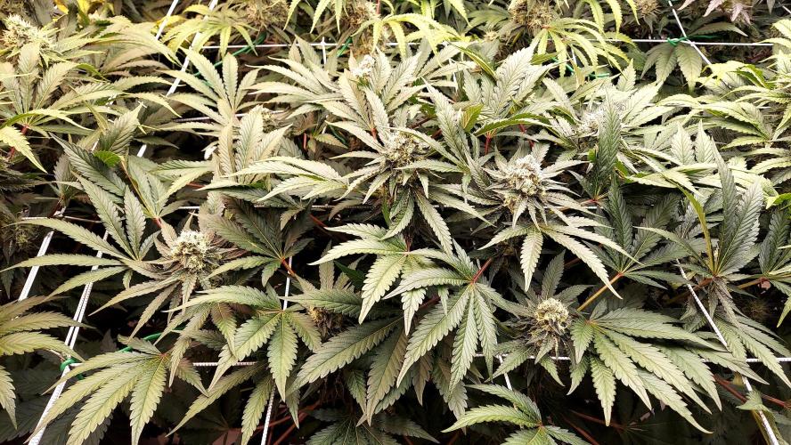 The Garden 2026-1 -- MSNL Animal Mints. Week 12 - AM2