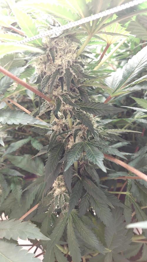 The Garden 2026-1 -- MSNL Animal Mints. Week 12 - AM2