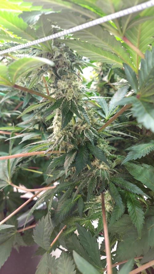 The Garden 2026-1 -- MSNL Animal Mints. Week 12 - AM2