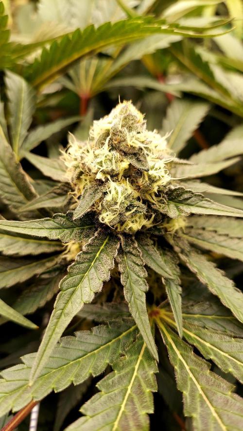 The Garden 2026-1 -- MSNL Animal Mints. Week 12 - AM2