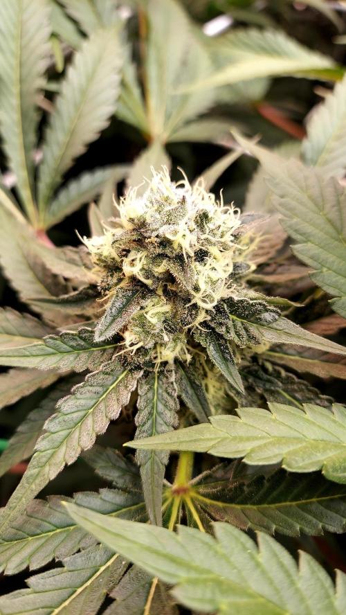 The Garden 2026-1 -- MSNL Animal Mints. Week 12 - AM2