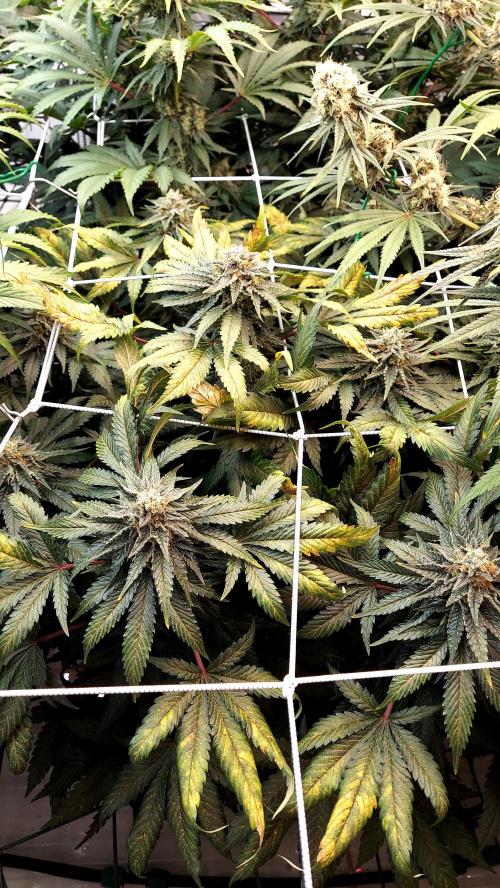 The Garden 2026-1 -- MSNL Animal Mints. Week 12 - AM3