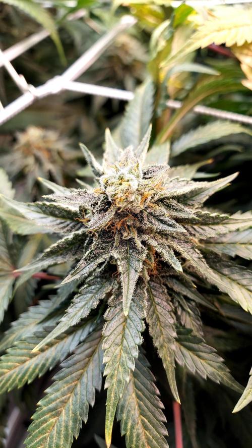 The Garden 2026-1 -- MSNL Animal Mints. Week 12 - AM3