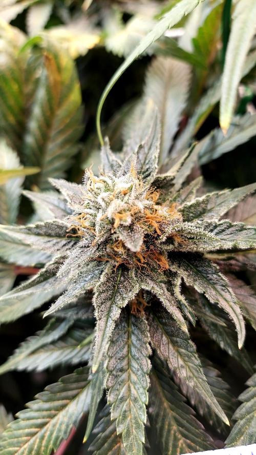 The Garden 2026-1 -- MSNL Animal Mints. Week 12 - AM3