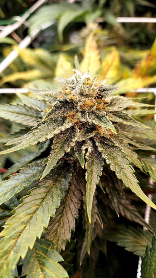 The Garden 2026-1 -- MSNL Animal Mints. Week 12 - AM3