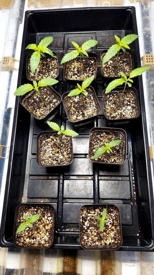 The Garden 2026-2- HSC Vanilla Creme Pie. Week 1