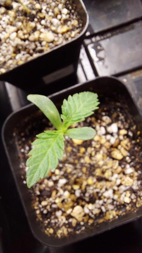 The Garden 2026-2- HSC Vanilla Creme Pie. Week 1