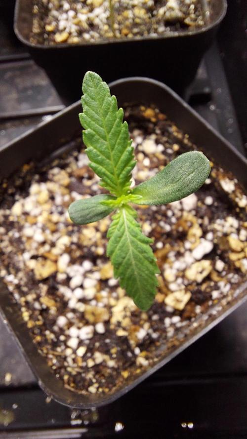 The Garden 2026-2 - MSNL Blue Cookies. Week 1