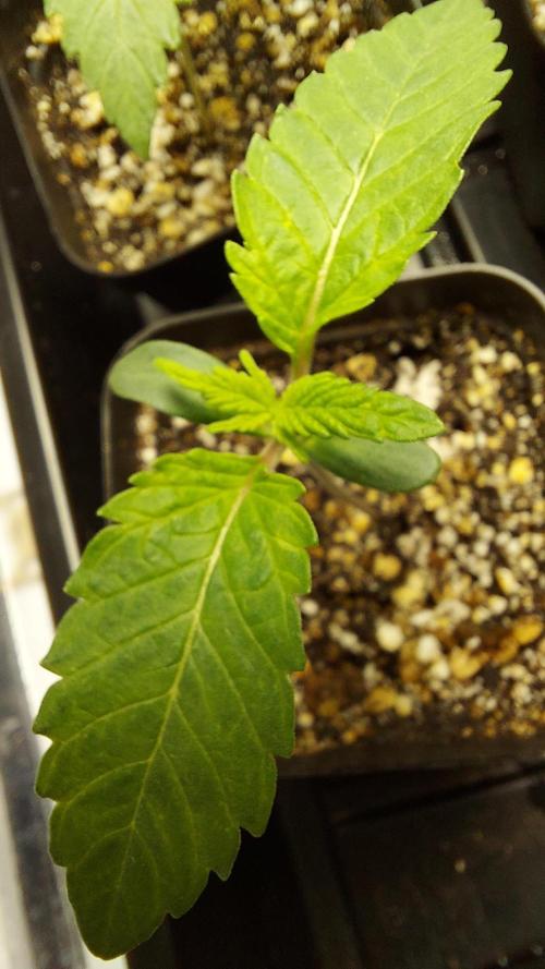 The Garden 2026-2 - MSNL Blue Cookies. Week 1