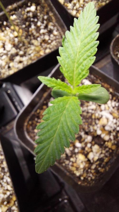 The Garden 2026-2 - MSNL Blue Cookies. Week 1