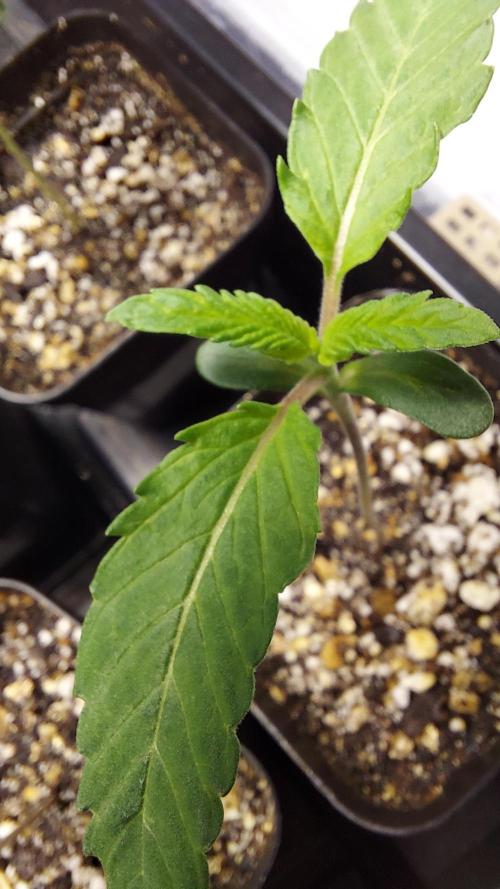 The Garden 2026-2 - MSNL Blue Cookies. Week 1