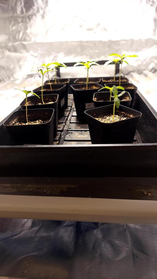 The Garden 2026-2 - MSNL Blue Cookies. Week 1
