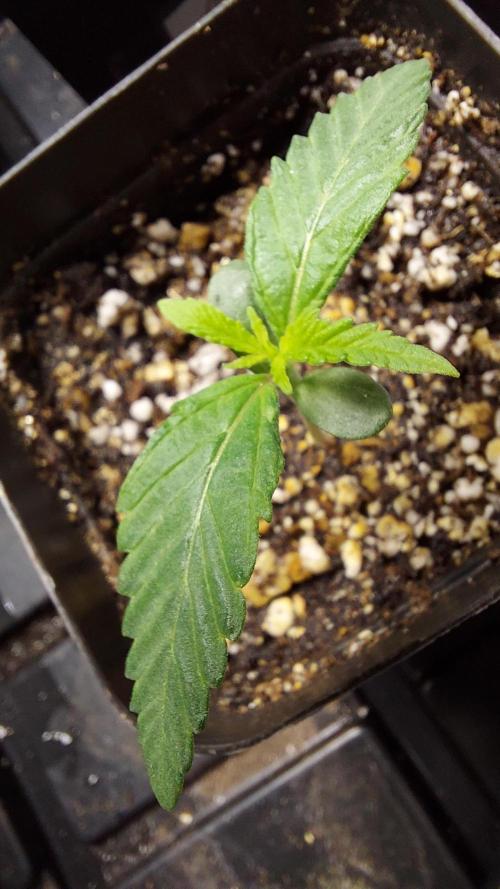 Garden 2026-2 - MSNL Pineapple Express. Week 1