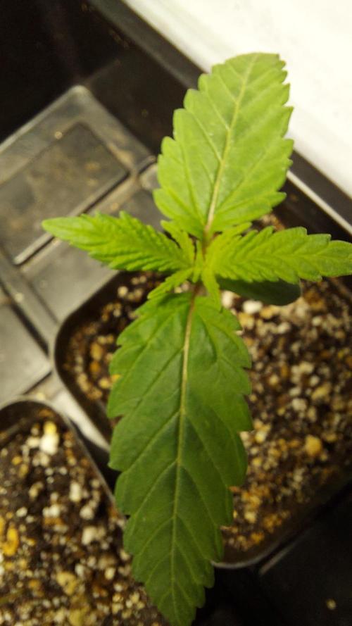 Garden 2026-2 - MSNL Pineapple Express. Week 1