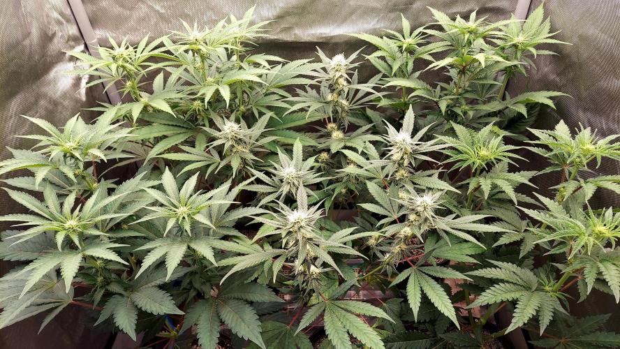 The Garden 2026-1A - MSNL Fem Breeding. Week 5 - All the "girls"