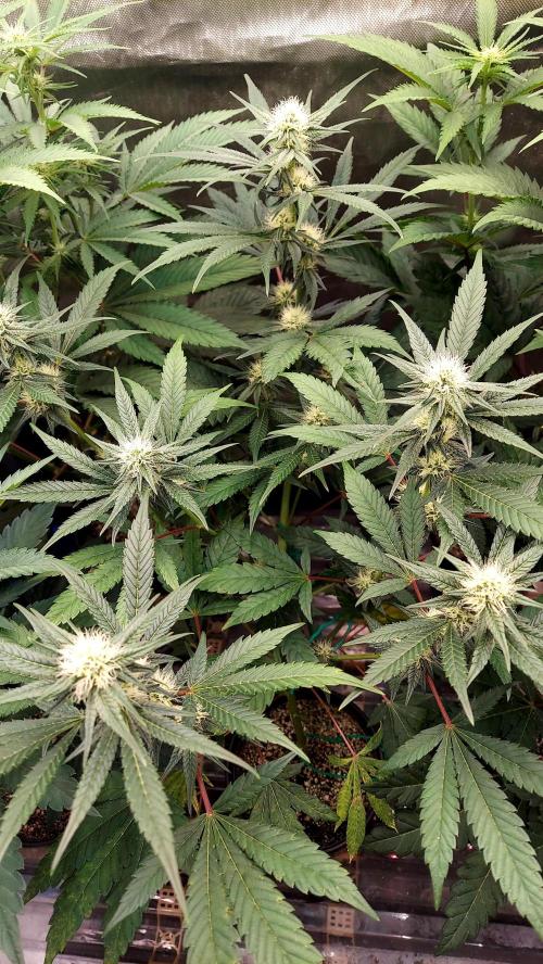 The Garden 2026-1A - MSNL Fem Breeding. Week 5 - STS-applied MM