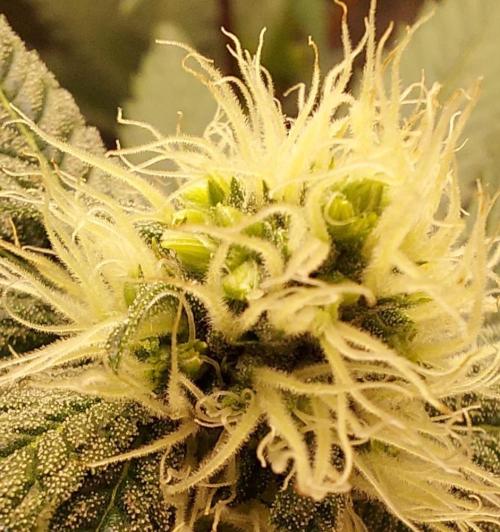 The Garden 2026-1A - MSNL Fem Breeding. Week 5 - STS-applied MM