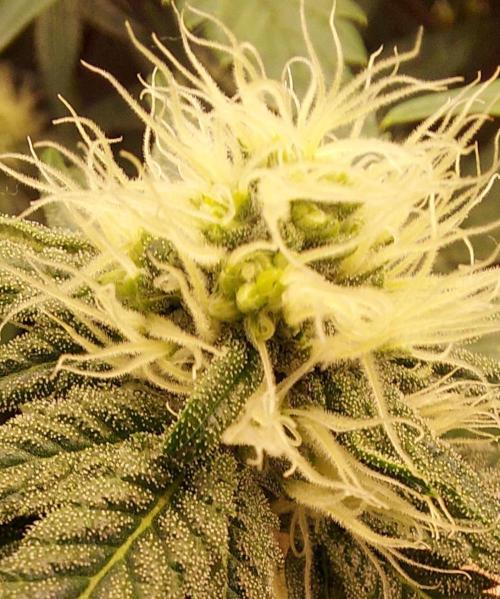 The Garden 2026-1A - MSNL Fem Breeding. Week 5 - STS-applied MM