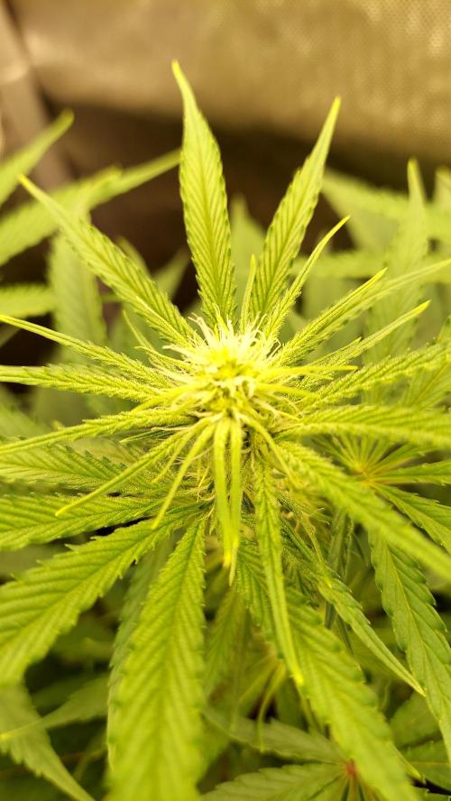 The Garden 2026-1A - MSNL Fem Breeding. Week 5 - KM