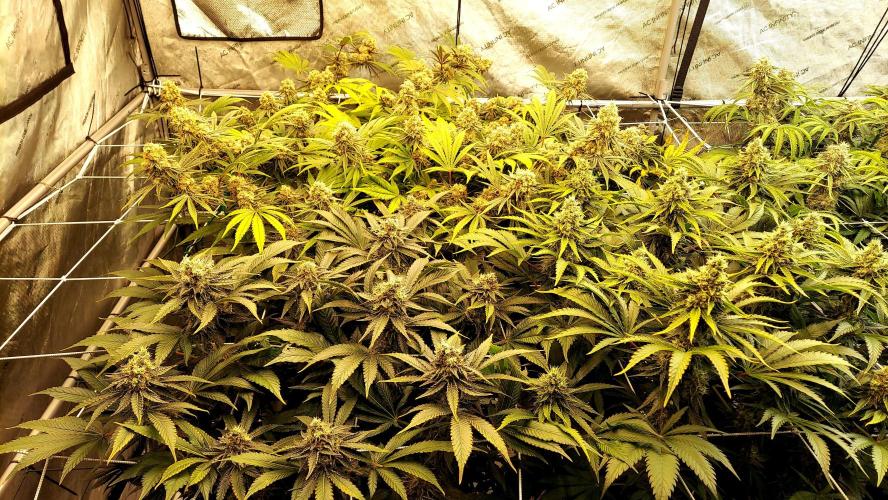 The Garden 2026-1 - HSC Mountaintop Mint. Week 13