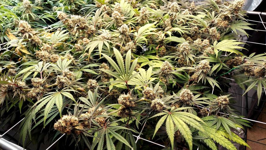 The Garden 2026-1 - HSC Mountaintop Mint. Week 13