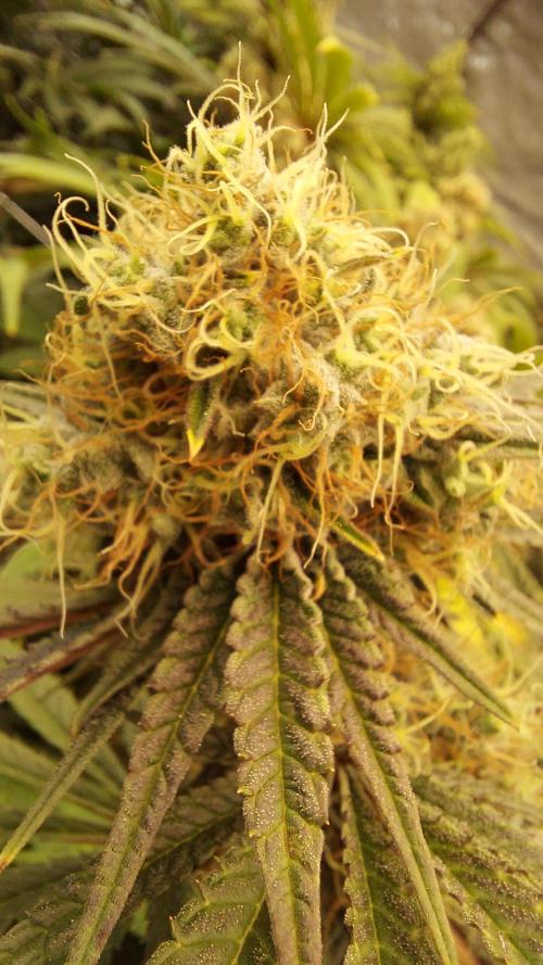 The Garden 2026-1 - HSC Mountaintop Mint. Week 13