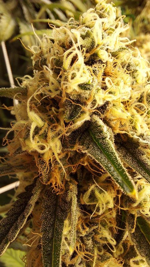 The Garden 2026-1 - HSC Mountaintop Mint. Week 13