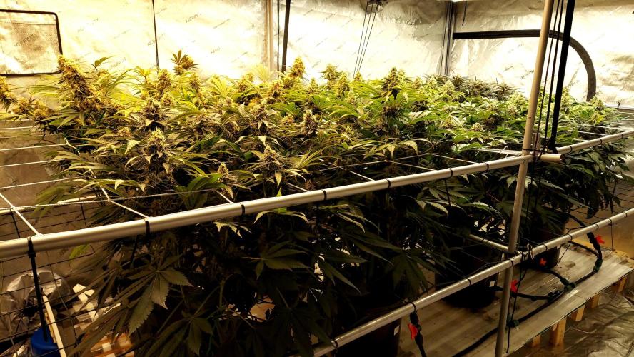 The Garden 2026-1 -- MSNL Kush Mints. Week 13