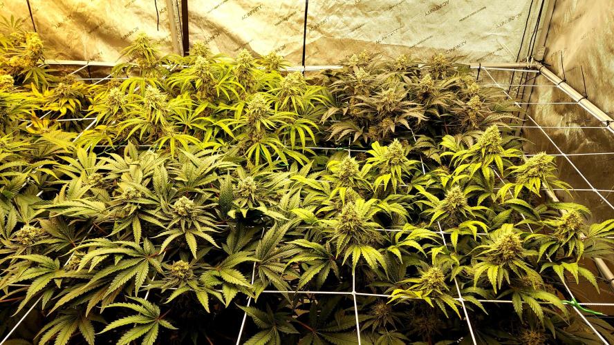 The Garden 2026-1 -- MSNL Kush Mints. Week 13