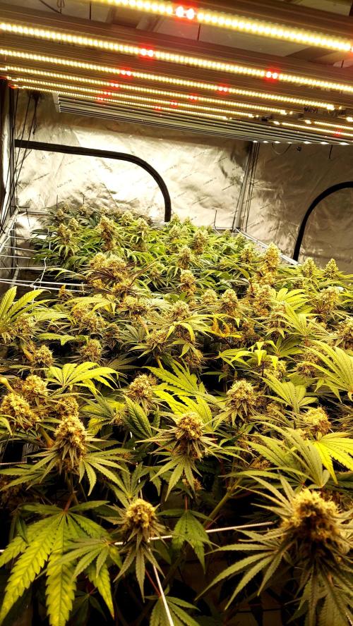 The Garden 2026-1 -- MSNL Kush Mints. Week 13