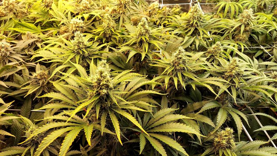 The Garden 2026-1 -- MSNL Kush Mints. Week 13 - KM1