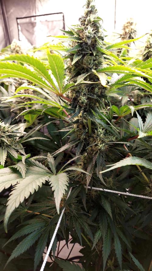 The Garden 2026-1 -- MSNL Kush Mints. Week 13 - KM1