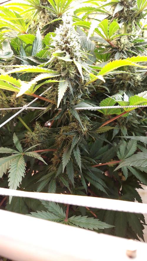 The Garden 2026-1 -- MSNL Kush Mints. Week 13 - KM1