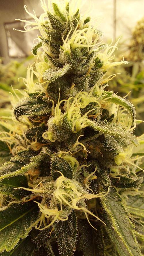 The Garden 2026-1 -- MSNL Kush Mints. Week 13 - KM1