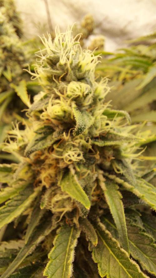 The Garden 2026-1 -- MSNL Kush Mints. Week 13 - KM1